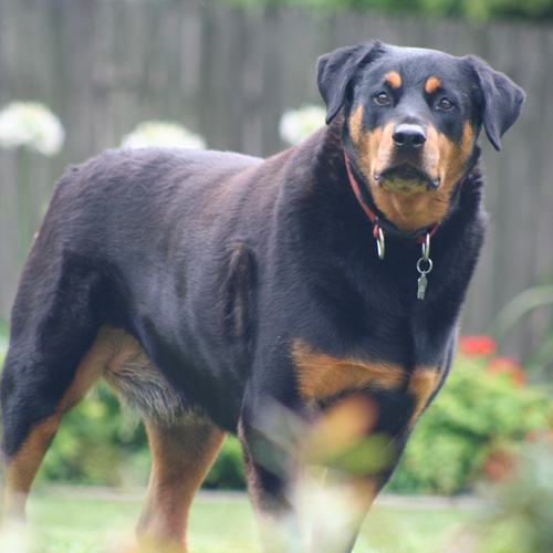 Lucky Dog Photo Thumbnail